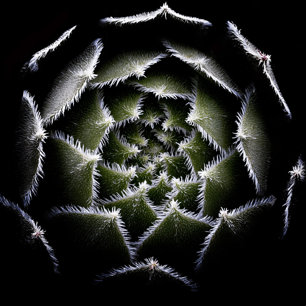 Sempervivum Rosette Poster och Canvastavla