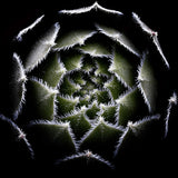 Sempervivum Rosette Poster och Canvastavla