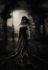 I was an oak tree old and wise... Poster och Canvastavla