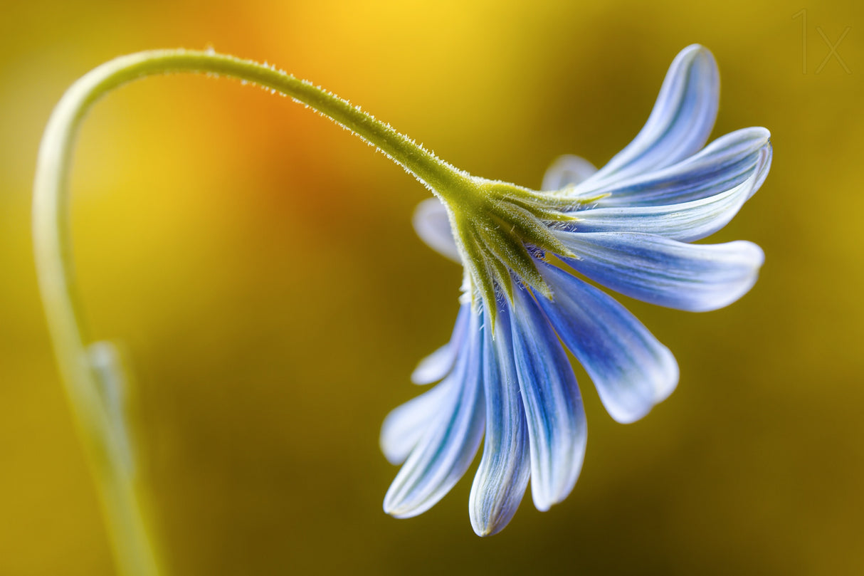Cape Daisy Poster och Canvastavla