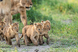 Kittens on the March Poster och Canvastavla