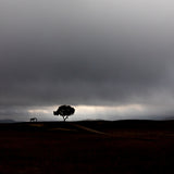 A storm will be coming Poster och Canvastavla