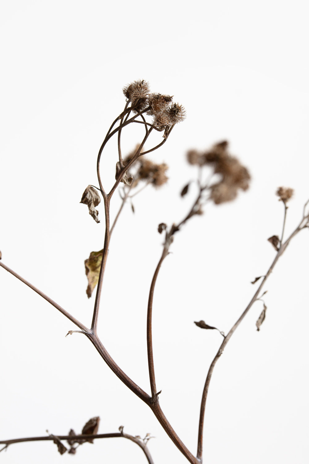 Dried Twig Poster och Canvastavla