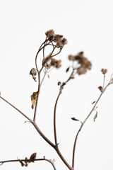 Dried Twig Poster och Canvastavla