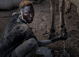 Cleaning his face with cow urine Poster och Canvastavla