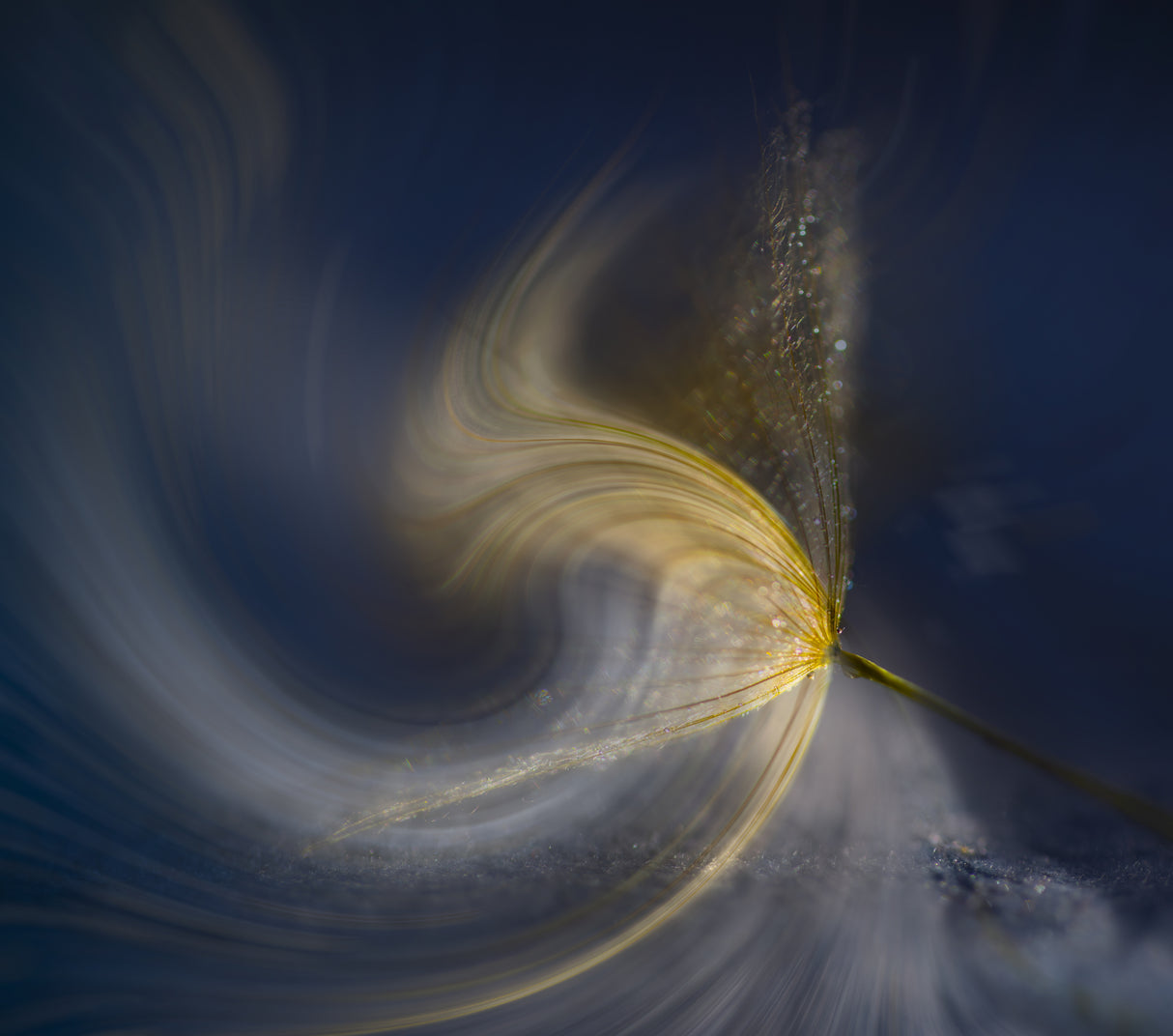 abstract  dandelion Poster och Canvastavla