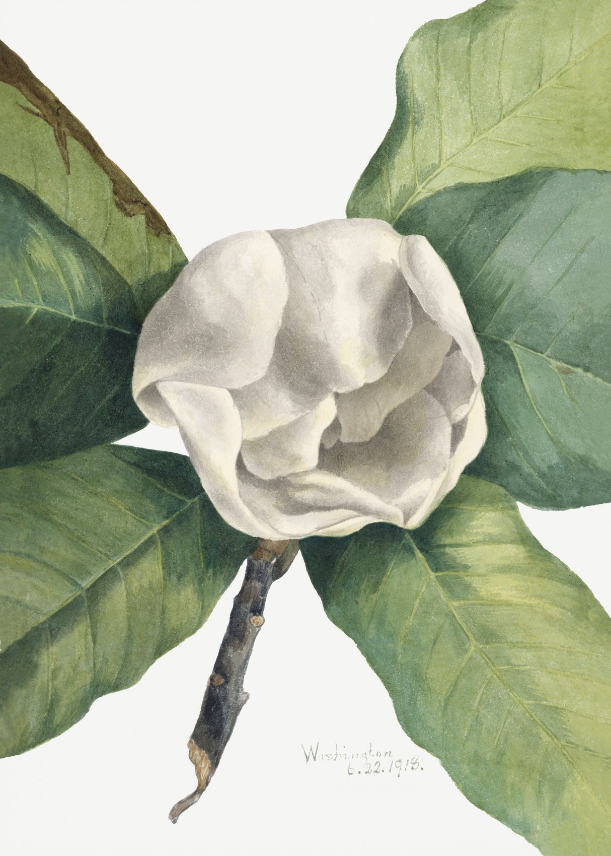 Southern Magnolia (1918) Poster och Canvastavla