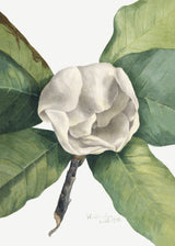 Southern Magnolia (1918) Poster och Canvastavla