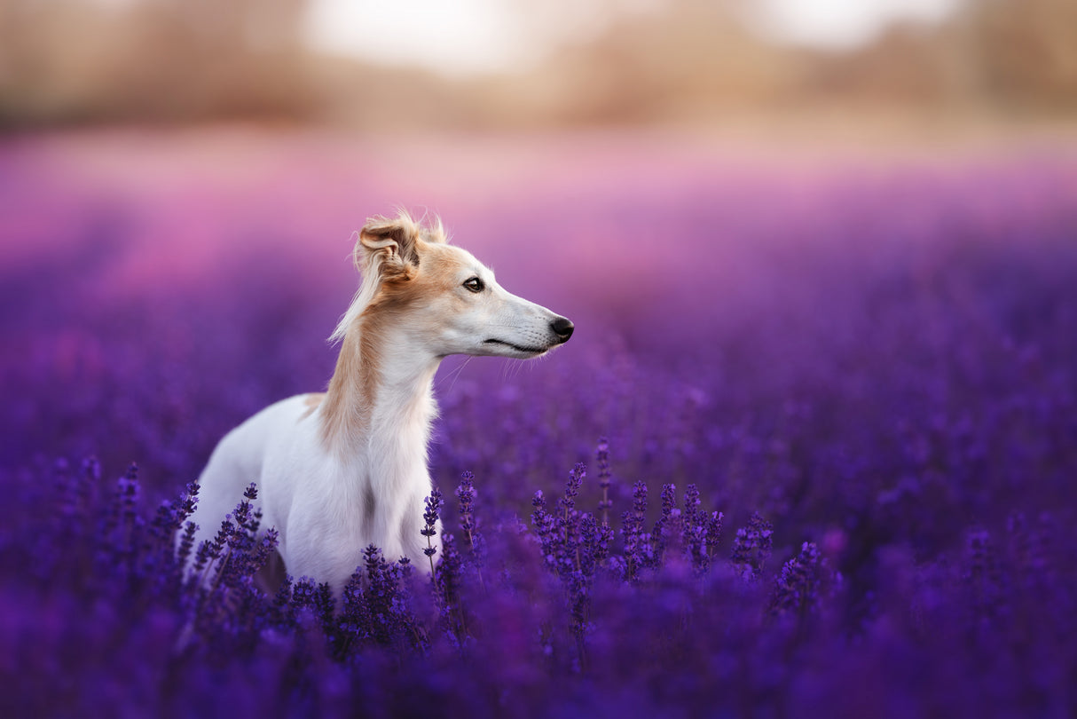 Purple sea Poster och Canvastavla