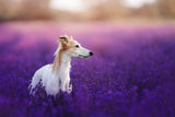 Purple sea Poster och Canvastavla
