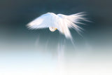 White angel Poster och Canvastavla