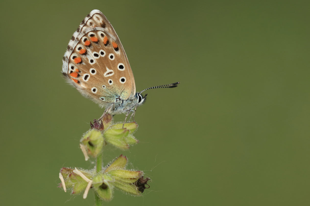 Adonis Blue Poster och Canvastavla
