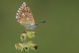 Adonis Blue Poster och Canvastavla