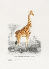 Giraffe Poster och Canvastavla
