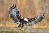 Eagle Flight Poster och Canvastavla