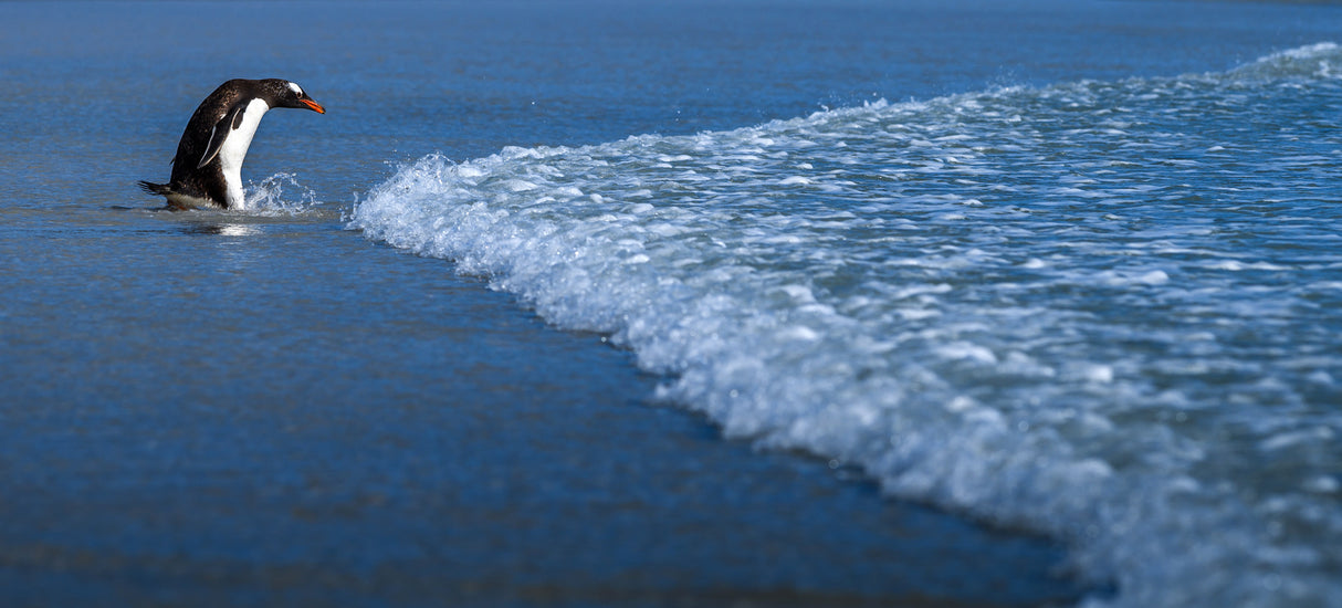Go to sea Poster och Canvastavla