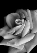 Roses Poster och Canvastavla