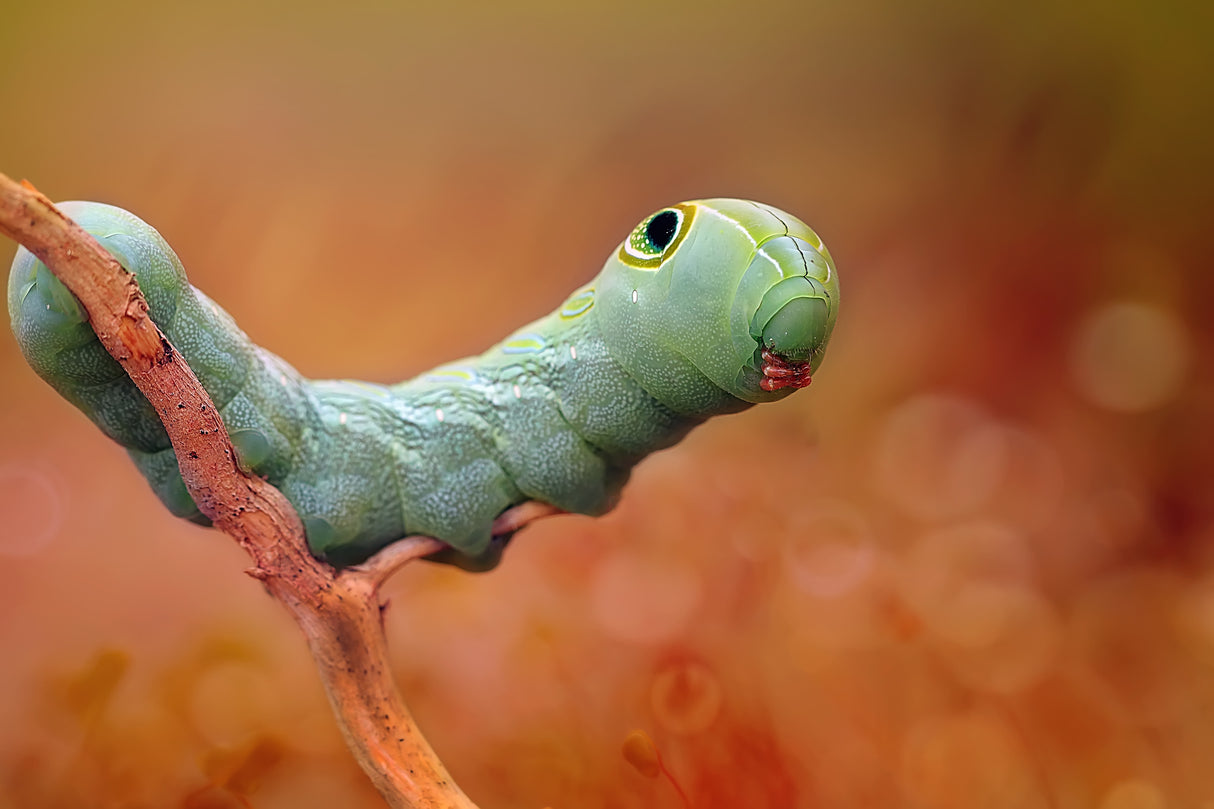Funny Face Caterpillar Poster och Canvastavla