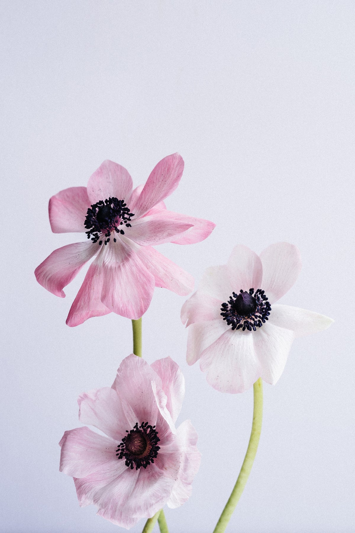 Dancing Anemones Poster och Canvastavla