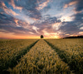 Field of dreams Poster och Canvastavla