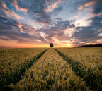 Field of dreams Poster och Canvastavla