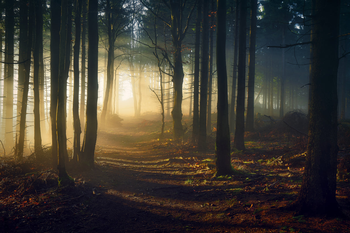 The path of light Poster och Canvastavla
