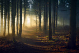 The path of light Poster och Canvastavla