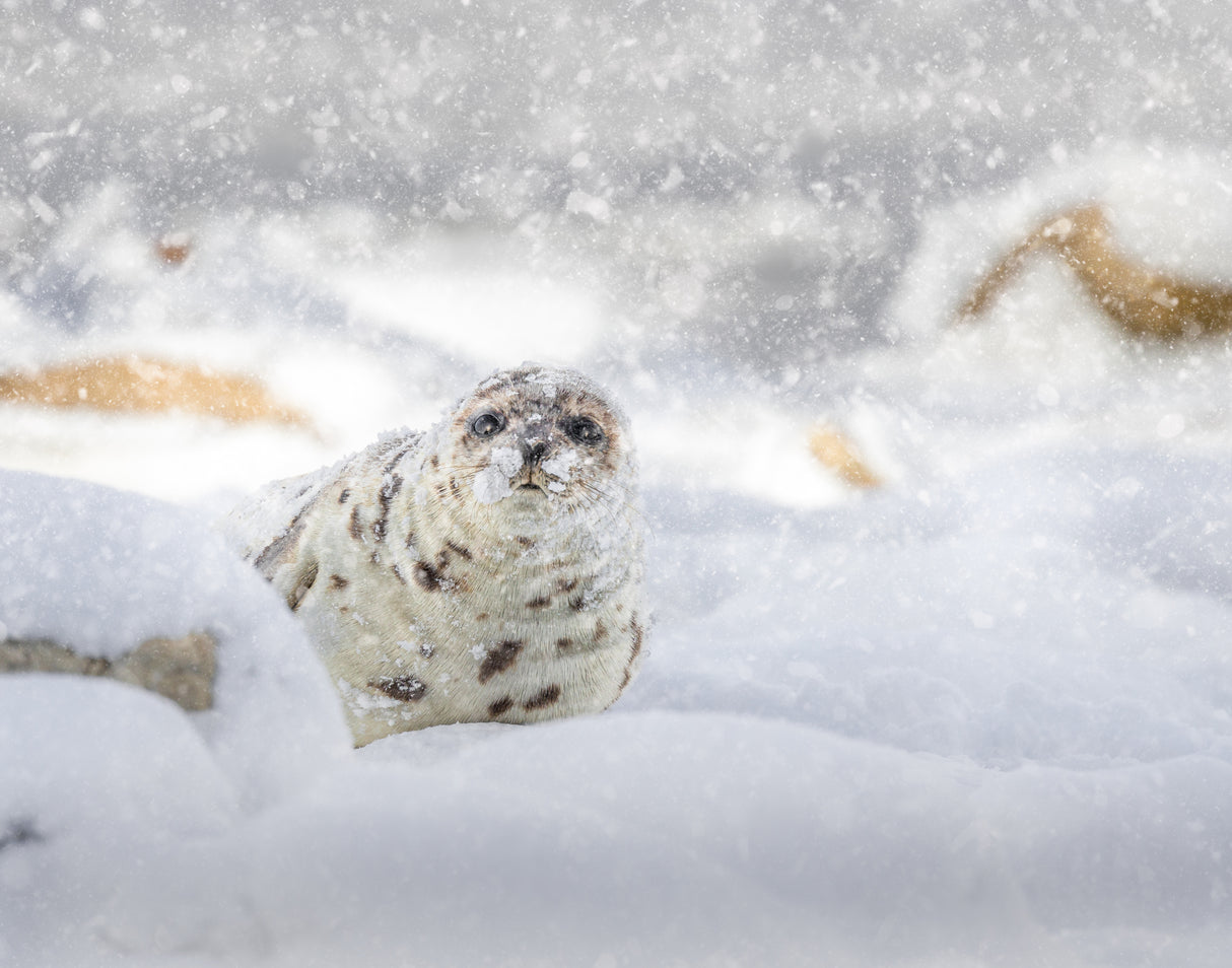 Storm day at the beach Poster och Canvastavla