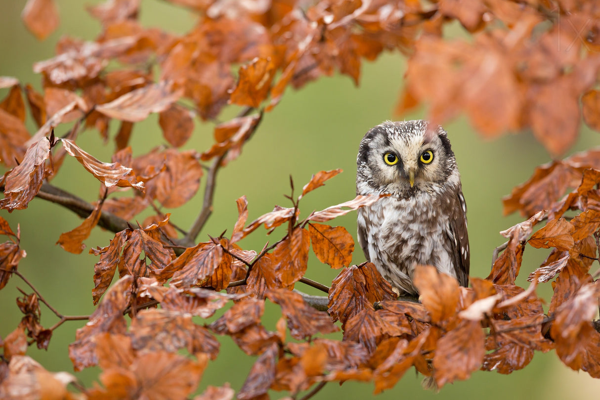 Boreal owl Poster och Canvastavla