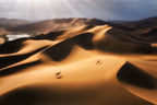 The ship of the desert Poster och Canvastavla