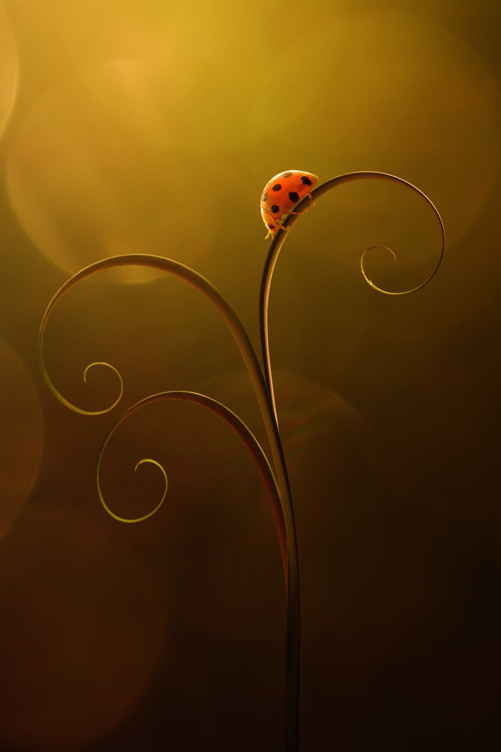 Ladybug Moody in the summer day Poster och Canvastavla