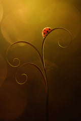 Ladybug Moody in the summer day Poster och Canvastavla
