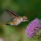 Ruby throated hummingbird Poster och Canvastavla