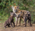 Baby Hyena Poster och Canvastavla