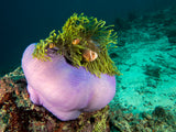 Purple Anemone Poster och Canvastavla