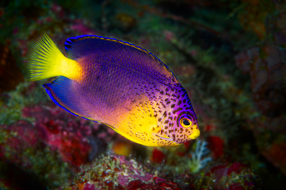 Blue Mauritius angelfish Poster och Canvastavla