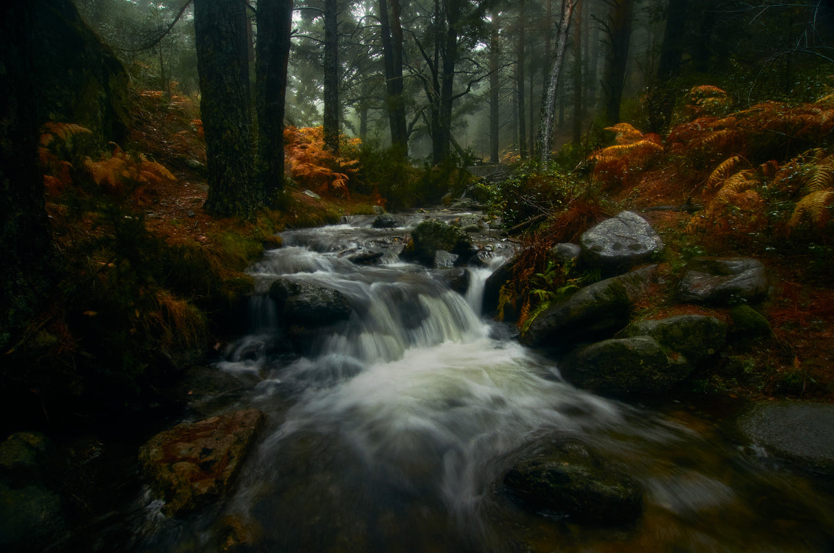 Autumn is coming... Poster och Canvastavla