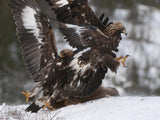 Dance of the Eagles Poster och Canvastavla