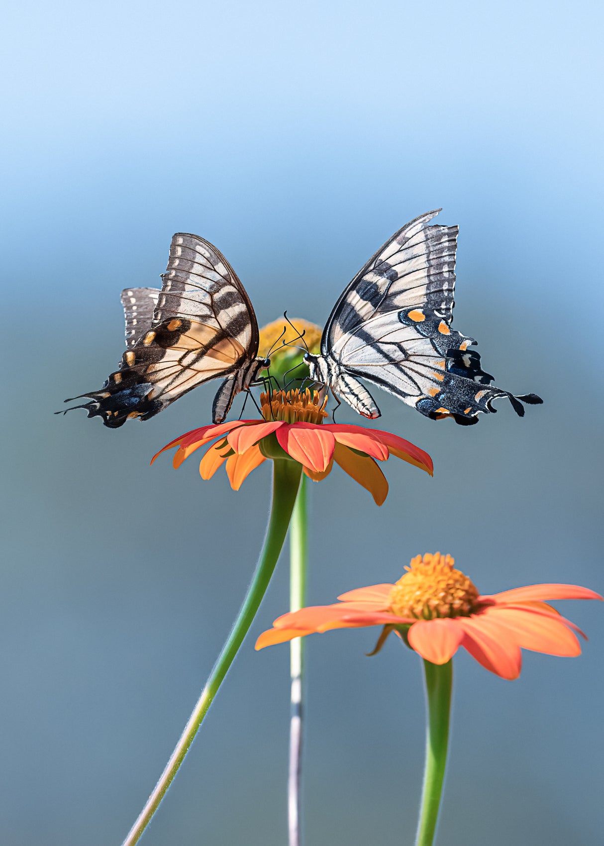 Butterflies Poster och Canvastavla