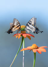Butterflies Poster och Canvastavla