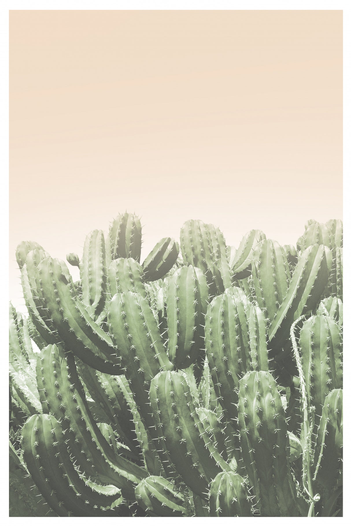 Boho Cactus No.4 Poster och Canvastavla