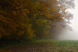 fog on the field Poster och Canvastavla