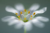 Stitchwort Poster och Canvastavla