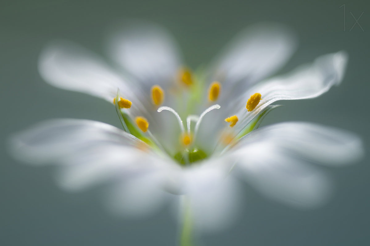 Stitchwort Poster och Canvastavla