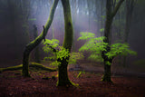 Contrasting light Poster och Canvastavla