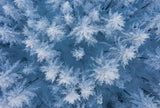 Frozen Poster och Canvastavla