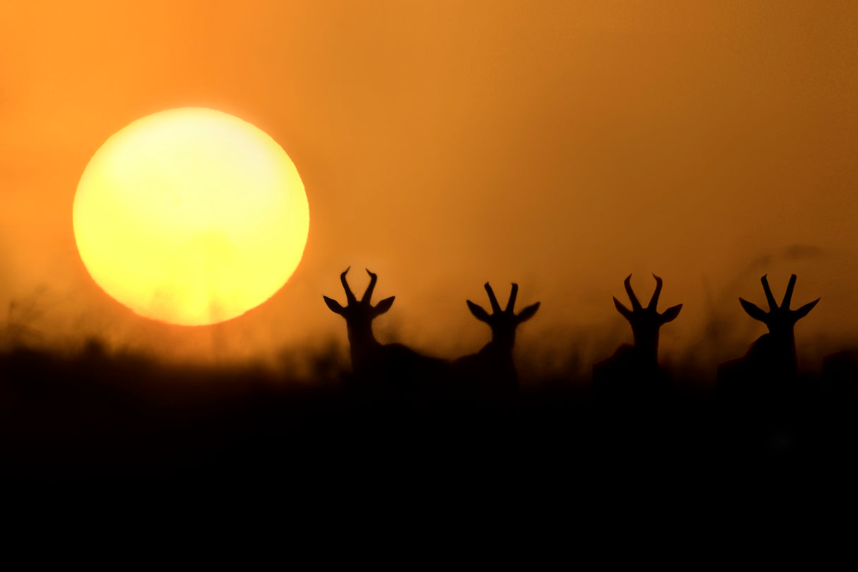 Topis silhouettes Poster och Canvastavla