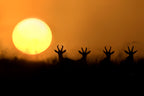 Topis silhouettes Poster och Canvastavla