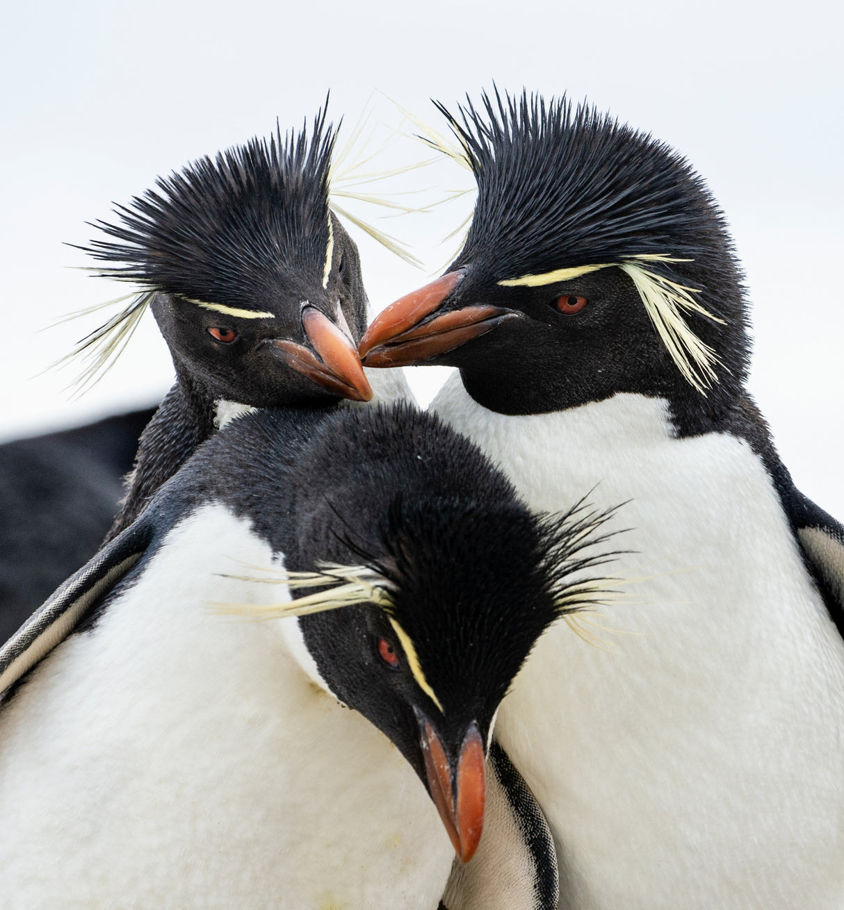 Rockhopper Penguin Headbangers Ball Poster och Canvastavla