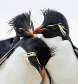 Rockhopper Penguin Headbangers Ball Poster och Canvastavla